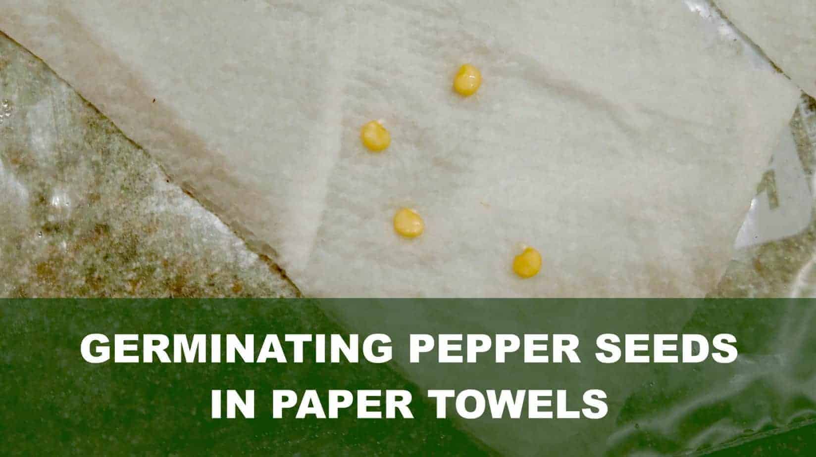 Germinating Pepper Seeds Easily 3 Methods With Pictures The