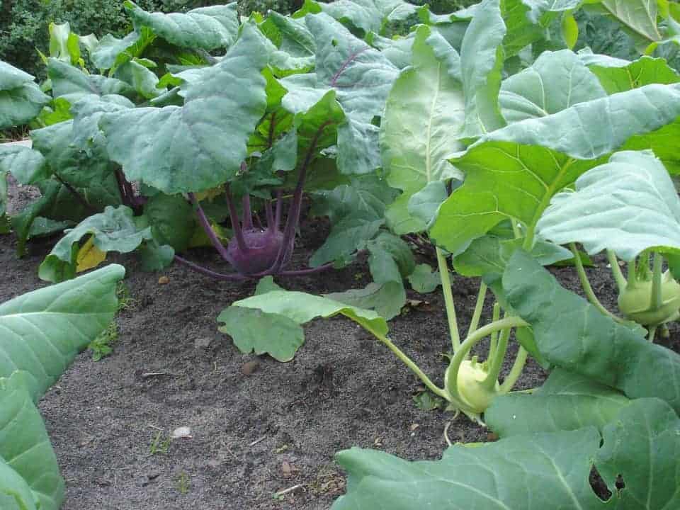 How To Grow Kohlrabi From Seed Bountiful Gardener