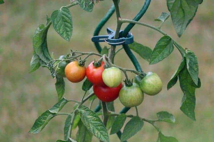 How deep do you plant tomatoes information