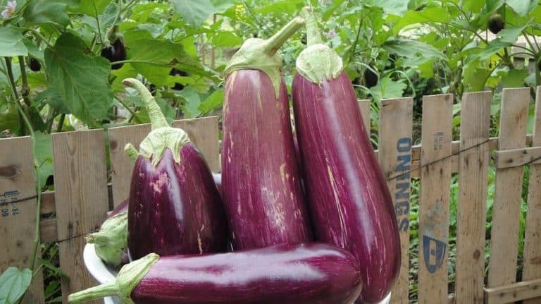 When Is an Eggplant Ripe? – Bountiful Gardener