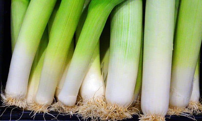 How to Grow Leeks in Pots – Bountiful Gardener