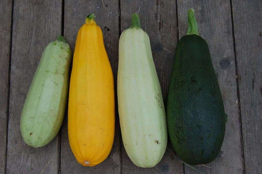 Growing Parthenocarpic Zucchini Bountiful Gardener