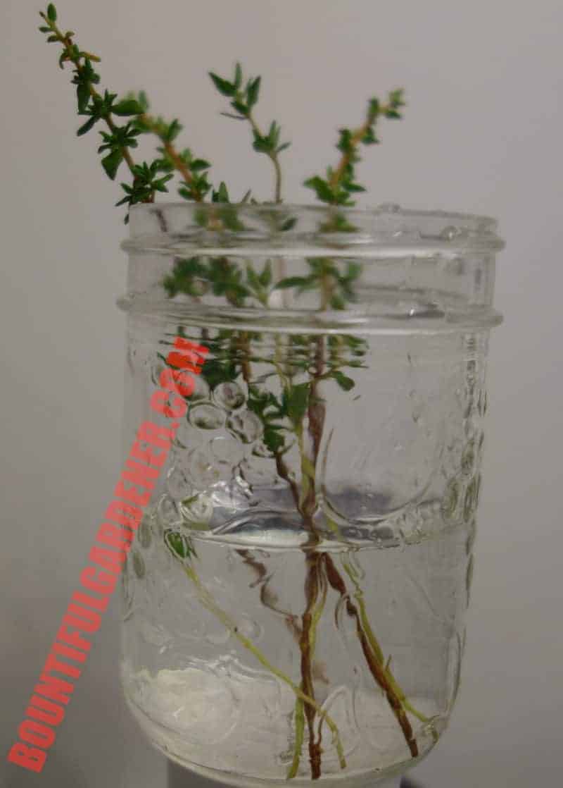 planting thyme from cuttings