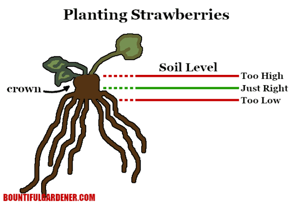 how-to-grow-bare-root-strawberries-bountiful-gardener