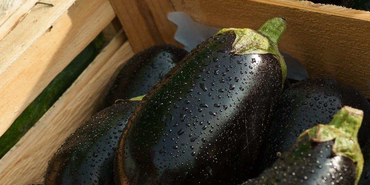 Why Are My Eggplants Turning Yellow? Bountiful Gardener