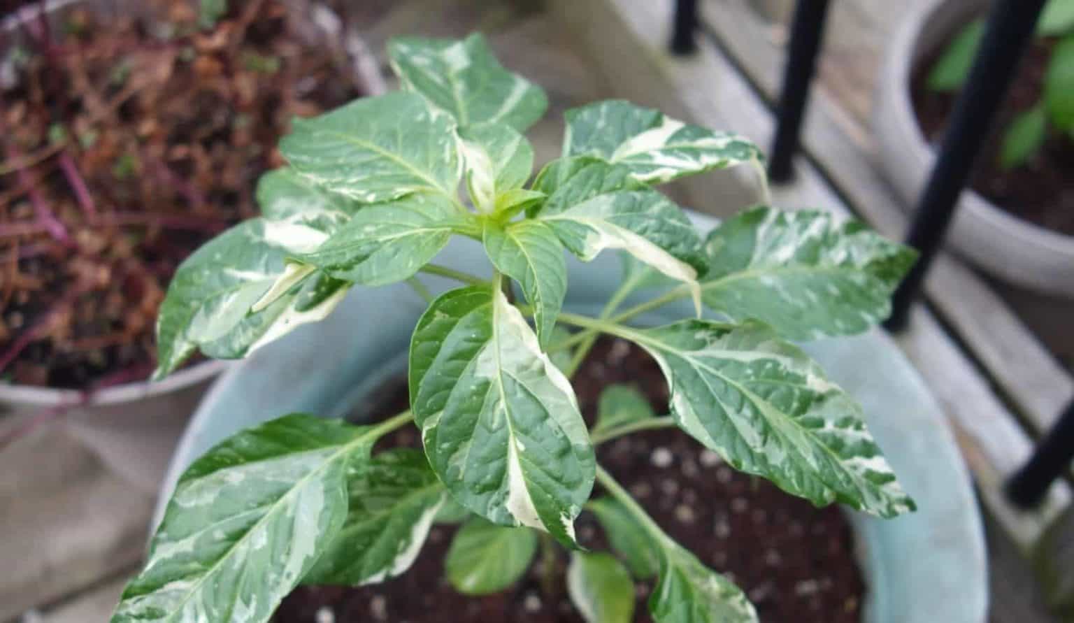 Can You Eat An Ornamental Pepper Plant - can you eat decorative pepper plants