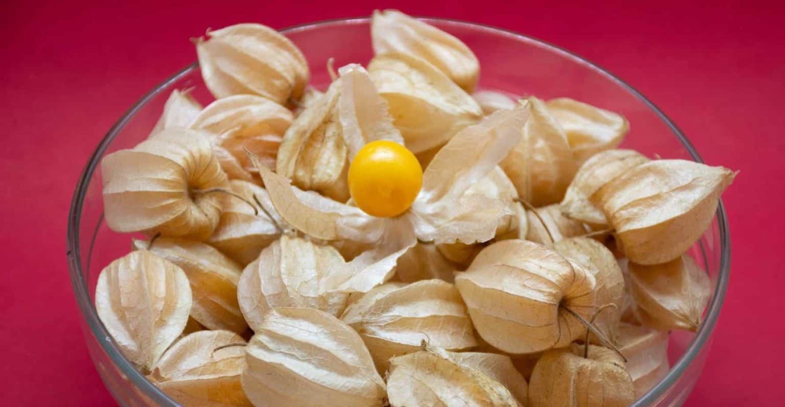 when-are-ground-cherries-ripe-read-before-you-eat-bountiful-gardener