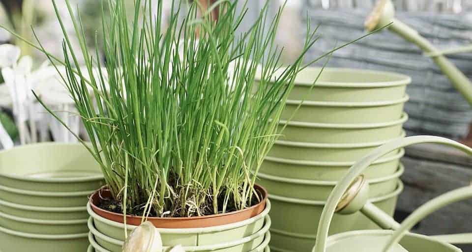 Can You Grow Chives in a Pot? Read This First! – The Bountiful Gardener