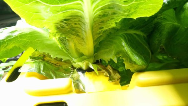 Parris Island Cos Romaine Lettuce | Overview and Growing Guide ...