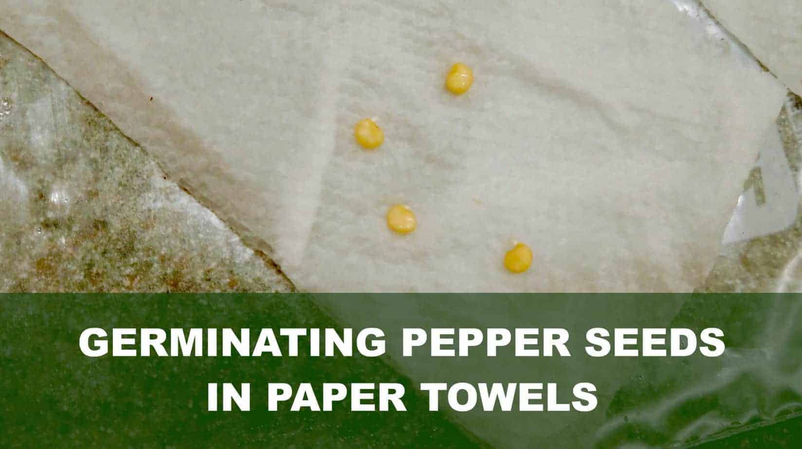 Germinating Pepper Seeds Easily Methods With Pictures The Bountiful Gardener
