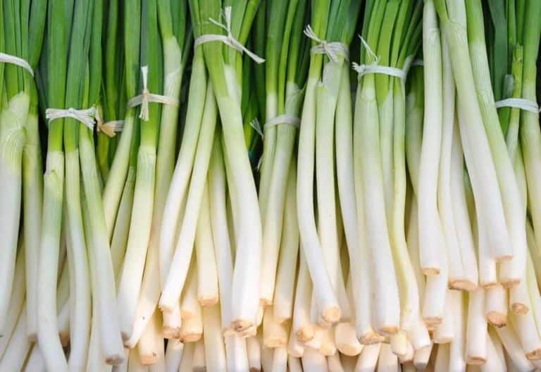 Companion Planting With Scallions (easy Guide) – The Bountiful Gardener