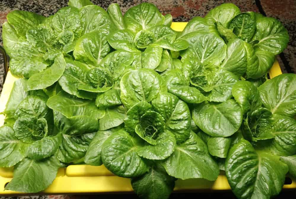 9 Best Lettuce Varieties For Hydroponics The Bountiful Gardener 4034