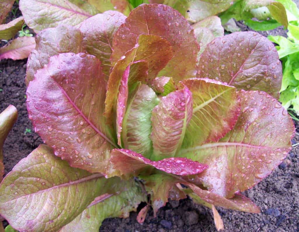 how-to-grow-romaine-lettuce-from-cuttings-dengarden