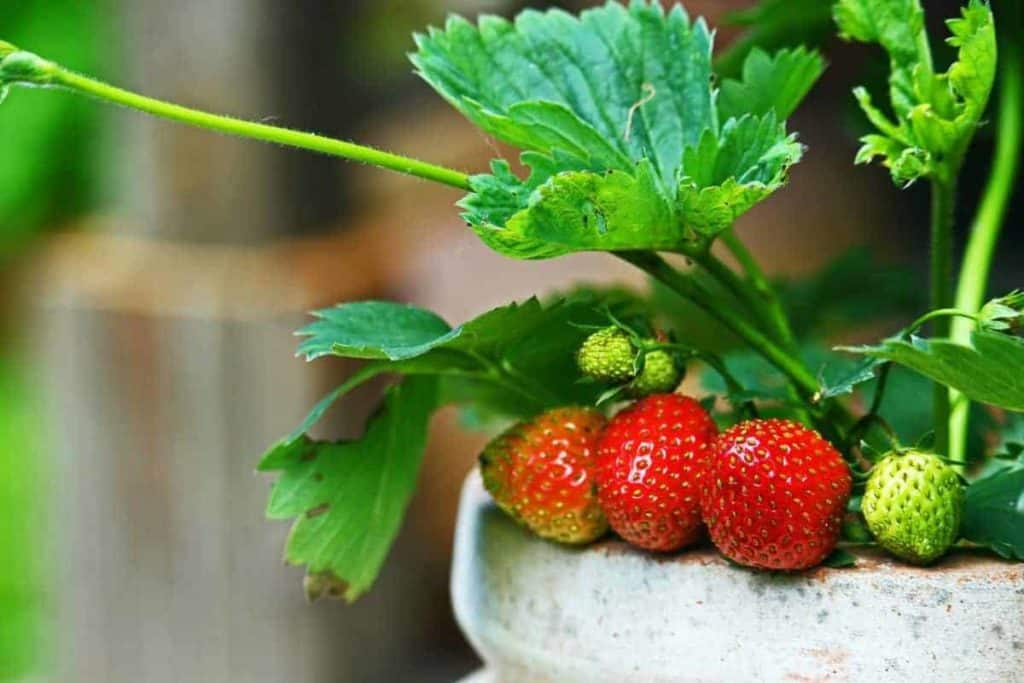 Strawberries growing in container pots on balcony