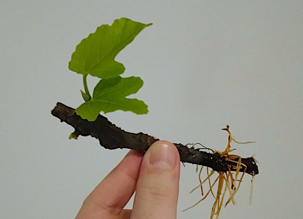 how-to-propagate-fig-trees-in-water-easy-tips-bountiful-gardener