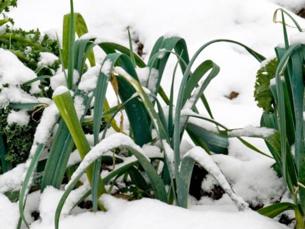 How to Keep Leeks Alive Through Winter – Bountiful Gardener