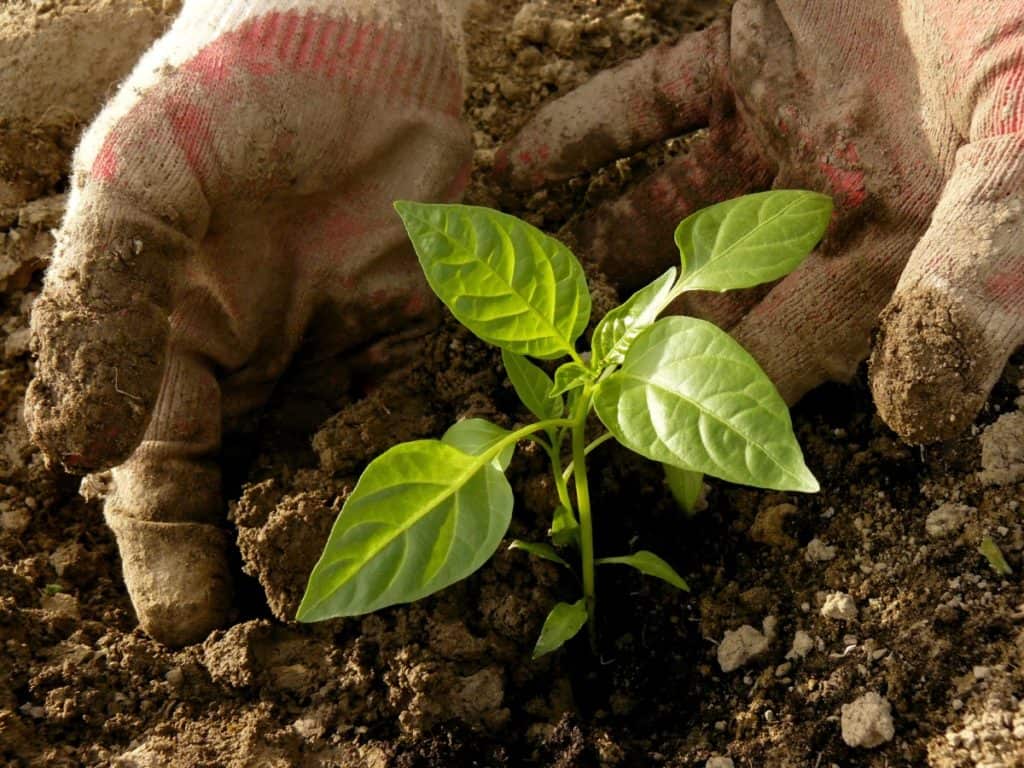 can-you-plant-peppers-deep-like-tomatoes-planting-tips-bountiful