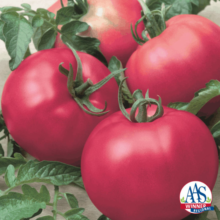 5+ Best Tasting Hybrid Tomatoes to Grow Bountiful Gardener